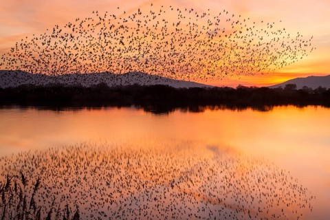 Spotless Starling (Sturnus unicolor), flock in flight over marsh, Galicia, Spain