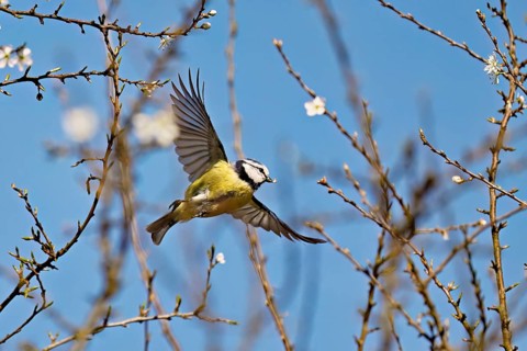 Blue tit (Parus caeruleus), in flight, Flachsee nature reserve, Freiamt, Canton Aargau, Switzerland