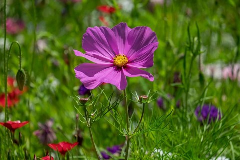 Colourful flower meadow, Münsterland, North Rhine-Westphalia, Germany