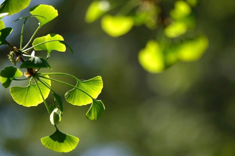 Ginkgo (Ginkgo biloba), spring, Germany