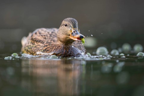 Nibbling fun... Mallard (Anas platyrhynchos), most common native duck, duck species, female takes
