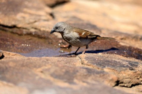 Damara Sparrow (Passer diffusus), adult, at the water's edge, Mountain Zebra National Park, Eastern