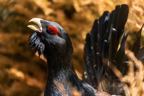 Close-up of a black bird with a red crest in a natural environment, capercaillie, cock (Tetrao