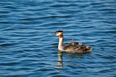 Great Crested Grebe (Podiceps Scalloped ribbonfish), with three chicks in plumage swimming in the