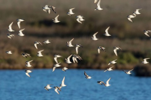 Kentish Plover (Charadrius alexandrinus) group flying, Mallorca, Spain