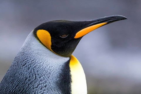 King Penguin (Aptenodytes patagonicus), Falkland Islands