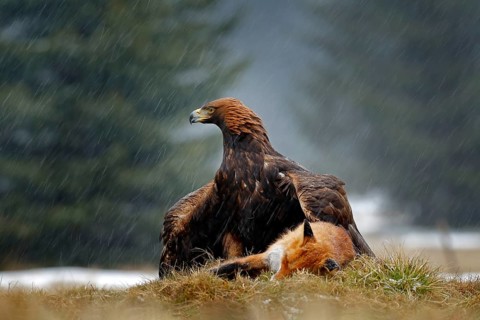 Golden Eagle feeding on kill Red Fox in the forest during rain and snowfall. Bird behaviour in the
