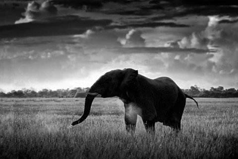Black and white art photo. African safari. Elephant in the grass. Wildlife scene from nature,