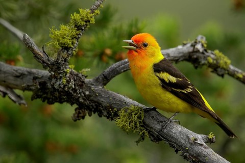 Western Tanager (Piranga ludoviciana) perched on a branch in the interior of British Columbia,