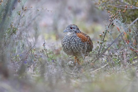 Painted Buttonquail (Turnix varius) female perched on the ground, Victoria, Australia