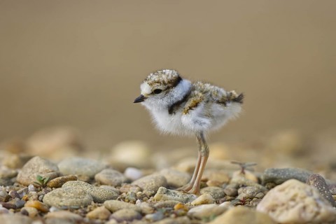 Little Ringed Plover (Charadrius dubius) chick, North Rhine-Westphalia, Germany