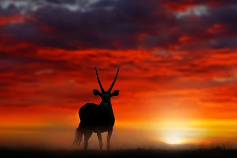Gemsbok with orange sand dune evening sunset. Gemsbuck, Oryx gazella, large antelope in nature