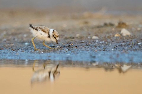 Little Ringed Plover (Charadrius dubius) chick at a waterhole, North Rhine-Westphalia, Germany