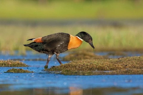 Australian Shelduck (Tadorna tadornoides) male, Victoria, Australia