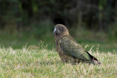 Kea (Nestor notabilis), South Island, New Zealand