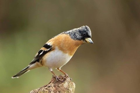 Brambling (Fringilla montifringilla) male, Lower Saxony, Germany