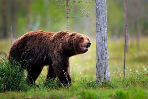 Bear standing, sit up on its hind legs, somerr forest with cotton grass. Dangerous animal in nature