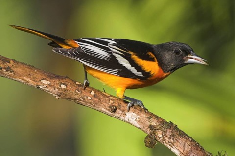 Baltimore Oriole (Icterus galbula) male, Costa Rica