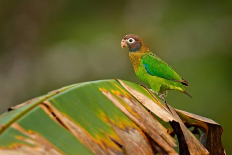 Detail of parrot head. Brown-hooded Parrot, portrait of light green parrot with brown head on palm