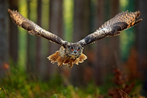 Flying Eurasian Eagle Owl with open wings, action wildlife scene from nature, Germany. Dark forest