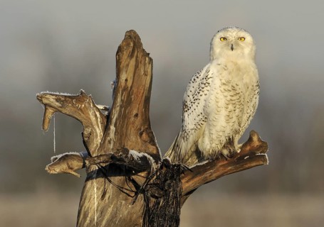 Snowy Owl (Bubo scandiacus), British Columbia, Canada