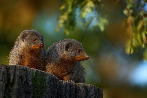 Banded mongoose, Mungos mungo, sitting tree trunk green vegetation. Wildlife from Africa. Cute