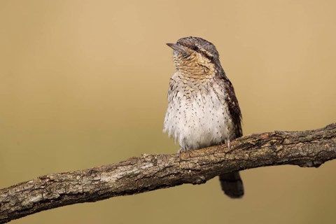 Eurasian Wryneck (Jynx torquilla), Baden-Wuerttemberg, Germany