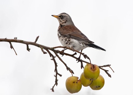 Fieldfare (Turdus pilaris), Schleswig-Holstein, Germany