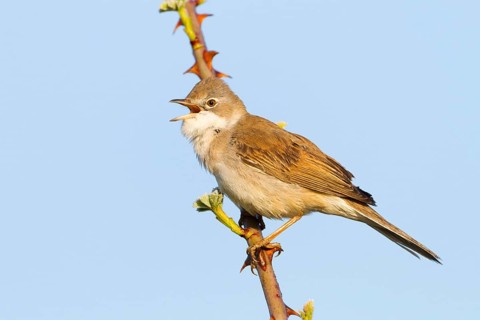 Common Whitethroat (Sylvia communis) singing, Baden-Wuerttemberg, Germany