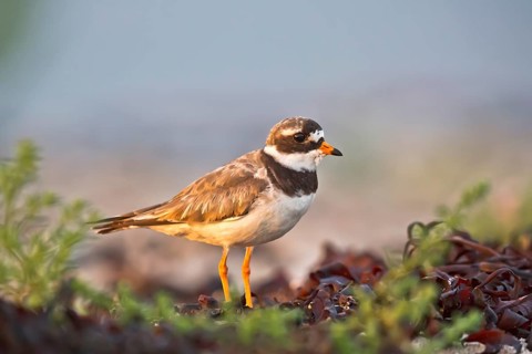 Common Ringed Plover (Charadrius hiaticula), Schleswig-Holstein, Germany