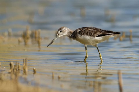 Common Greenshank (Tringa nebularia) foraging, Tuscany, Italy
