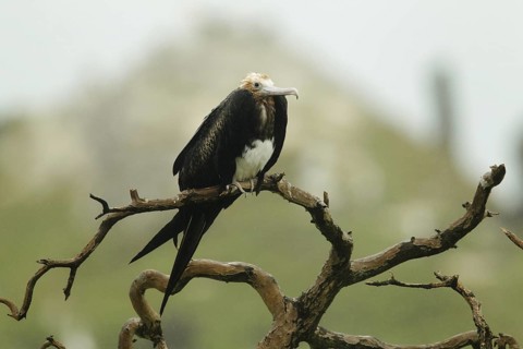 Great Frigatebird (Fregata minor), Hawaii, USA