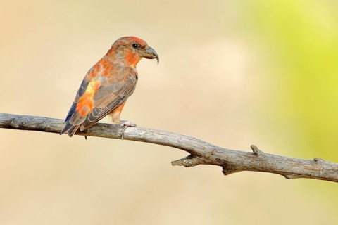 Red Crossbill (Loxia curvirostra) male perched on a branch, Andalusia, Spain