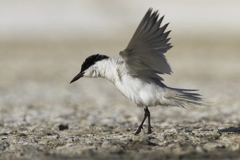 Gull-billed Tern (Gelochelidon nilotica), Castile-La Mancha, Spain