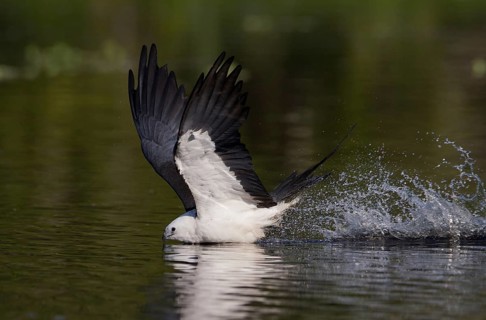 Swallow-tailed Kite (Elanoides forficatus) flying, Florida, USA