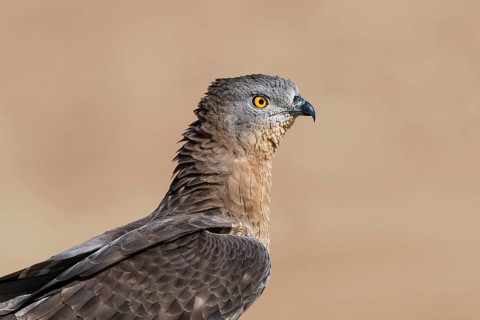European Honey Buzzard (Pernis apivorus), Eilat, Israel