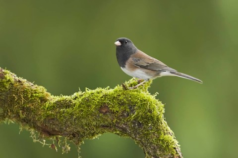 Oregon Junco (Junco hyemalis oreganus), British Columbia, Canada