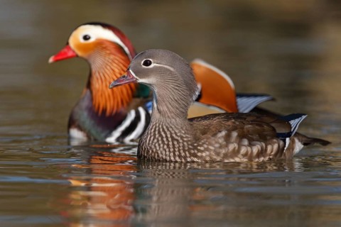 Mandarin Duck (Aix galericulata), Baden-Wuerttemberg, Germany