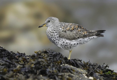 Surfbird (Calidris virgata), British Columbia, Canada