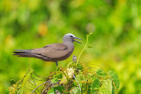 Brown Noddy (Anous stolidus) calling, Bird Island, Seychelles