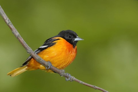 Baltimore Oriole (Icterus galbula) male, Ohio, USA
