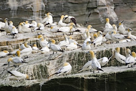 Gannets gather as a colony on a rock, boat tour, Noss, Shetland Islands, Scotland, Great Britain