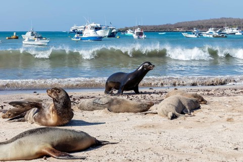 Sea lions (Zalophus wollebaeki), San Cristobal, Galapagos, Ecuador