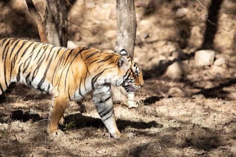 Bengal tiger or Indian tiger (Panthera tigris tigris) in the dry forest, Ranthambore National Park,