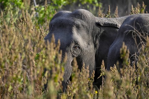 Indian elephant (Elephas maximus indicus), Corbett National Park, near Ramnagar, Uttarakhand State,