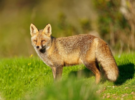 Red fox (Vulpes vulpes) in the early morning light in a meadow Sierra de San Pedro, Extremadura,