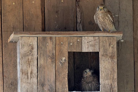 Kestrel (Falco tinnunculus) female and young bird at the incubator, village in Münsterland, North