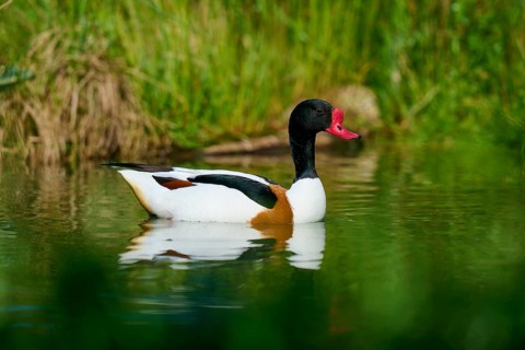 A duck with a red beak swims calmly in green water, shelduck (Tadorna tadorna), spring, France