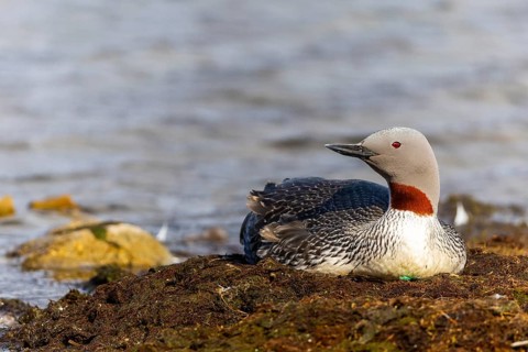 Red-throated diver (Gavia stellata) breeding on the nest, Aventdalen, Longyearbyen, Spitsbergen,
