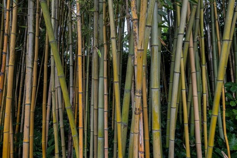 Bamboo (Phyllostachys), Lombardy, Italy